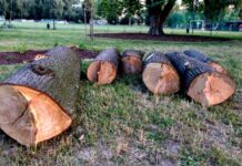 Potężna lipa wycięta z parku na Zalesiu. “Jak tak można?”. Miasto: lipa była chora