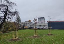 W Rzeszowie trwają jesienne nasadzenia drzew. Przybędzie ich około 500