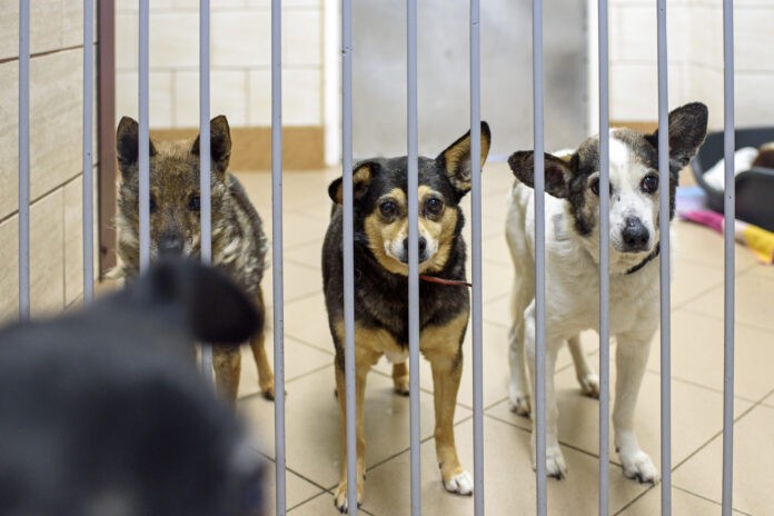 DSC_8399_RZESZOW_NEWS_SEBASTIAN_STANKIEWICZ_