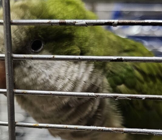 papuga-nielegalny-przemyt