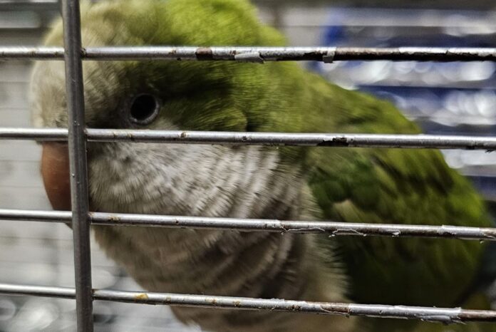 papuga-nielegalny-przemyt