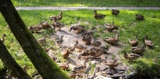 park-na-osiedlu-slocina