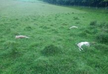 atak-wilkow-kombornia