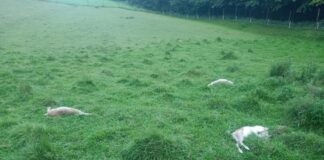 atak-wilkow-kombornia