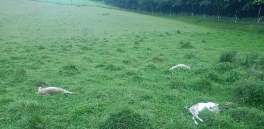 atak-wilkow-kombornia