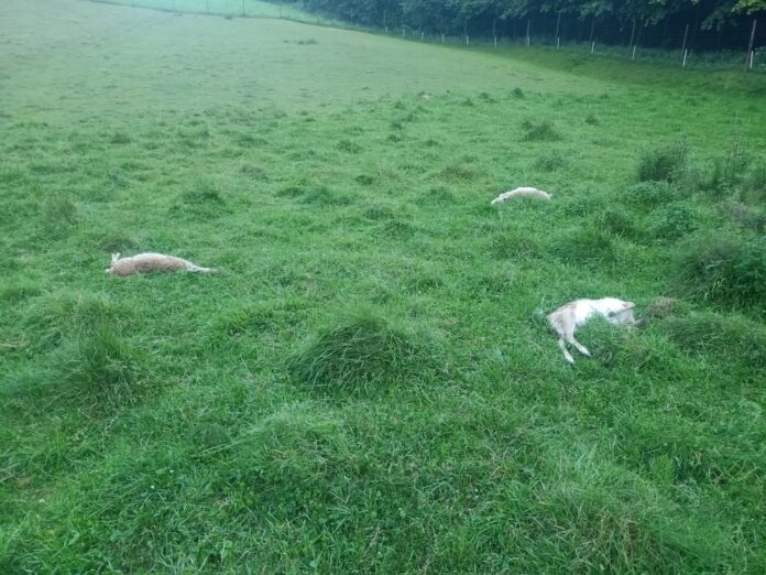 atak-wilkow-kombornia