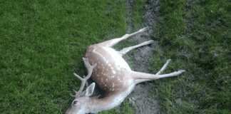 atak-wilkow-kombornia