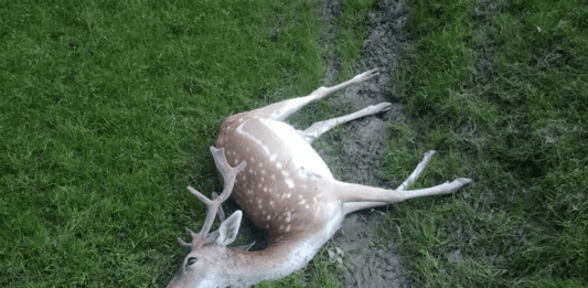 atak-wilkow-kombornia