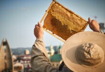 rzeszowskie-miodobranie