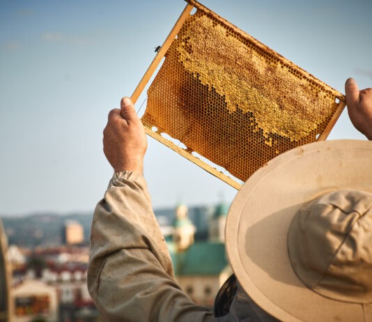 Wirowanie miodu w Galerii Rzeszów. Kolejna edycja kiermaszu naturalnych produktów już w ten weekend rzeszowskie-miodobranie