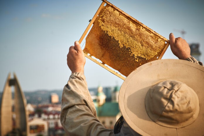 rzeszowskie-miodobranie