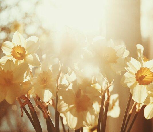 „Pola Nadziei”. Kolejna charytatywna akcja dla Podkarpackiego Hospicjum dla Dzieci