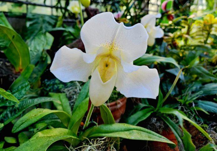 Muzeum-Zamek Łańcut