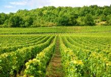 Posłowie PSL pracują nad zmianami w ustawie o wyrobach winiarskich