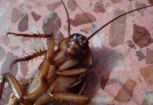 Brak komunikacji między administracją a mieszkańcami. Problem karaluchów na Baranówce