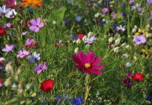 W Rzeszowie powstanie blisko 40 ogrodów deszczowych za ponad 1 mln złotych