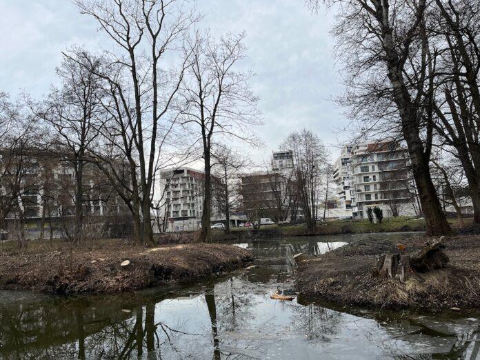 wycinka-drzew-park-szafera-na-slocinie-01