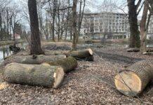 wycinka-drzew-park-szafera-na-slocinie