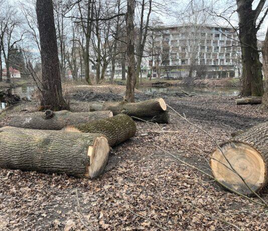 wycinka-drzew-park-szafera-na-slocinie