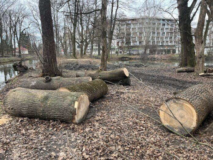 wycinka-drzew-park-szafera-na-slocinie