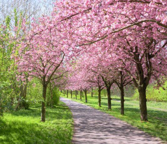 Na osiedlu Baranówka powstanie aleja wiśniowa
