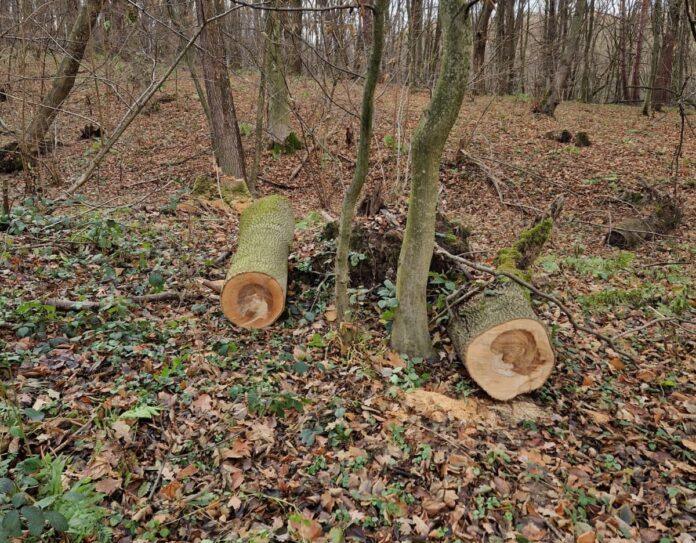 DR.0620.5.2025 Pozostawione fragmenty drewna