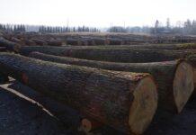 drewno-submisja-krosno