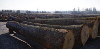 drewno-submisja-krosno