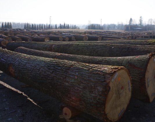 drewno-submisja-krosno