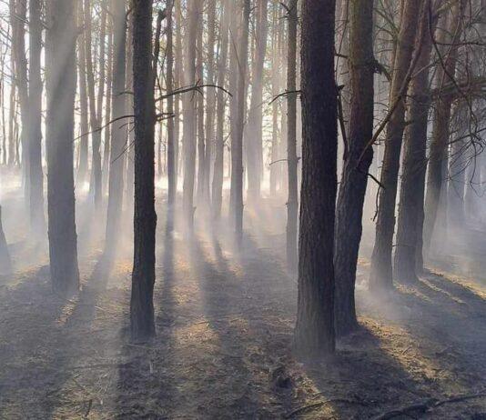 Strażacy interweniowali dwukrotnie w związku z pożarami nieużytków. Paliło się parę kilometrów od siebie pogwizdow-stary-pozar-nieuzytkow
