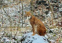 rys-euroazjatycki-baligrod