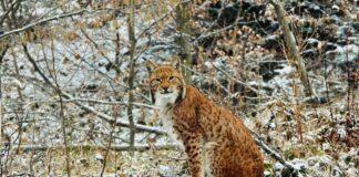 rys-euroazjatycki-baligrod