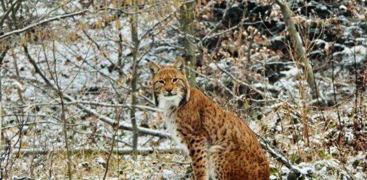 rys-euroazjatycki-baligrod