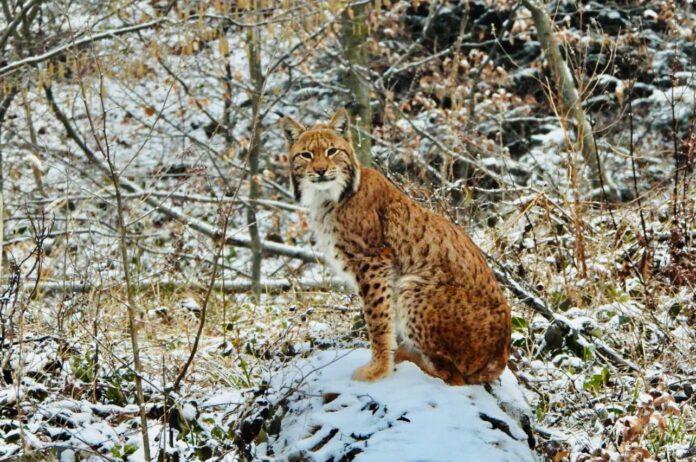 rys-euroazjatycki-baligrod