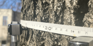 tomograf-drzewny-rzeszow