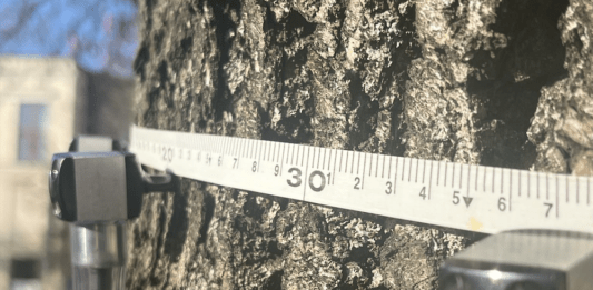 tomograf-drzewny-rzeszow