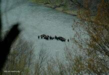 zubry-san-bieszczady