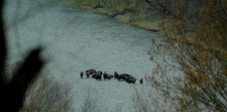 zubry-san-bieszczady