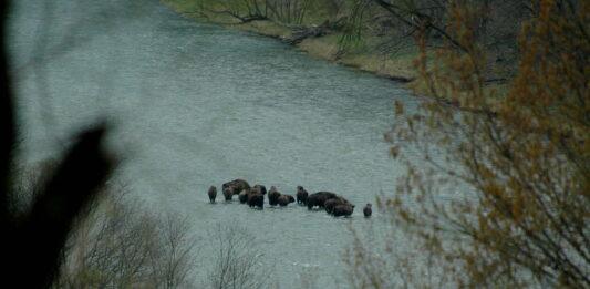 zubry-san-bieszczady