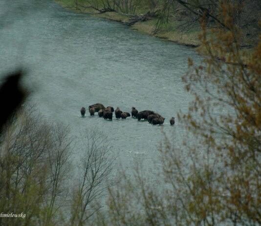 zubry-san-bieszczady