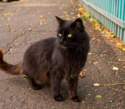 Na ratunek ulicznym kotom! Rzeszów wyda blisko 1,5 mln zł na pomoc bezdomnym zwierzętom