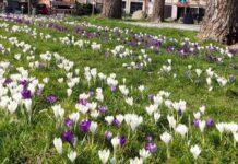 Rzeszów nabiera wiosennych barw. Łąka krokusowa w Rzeszowie kwitnie w najlepsze