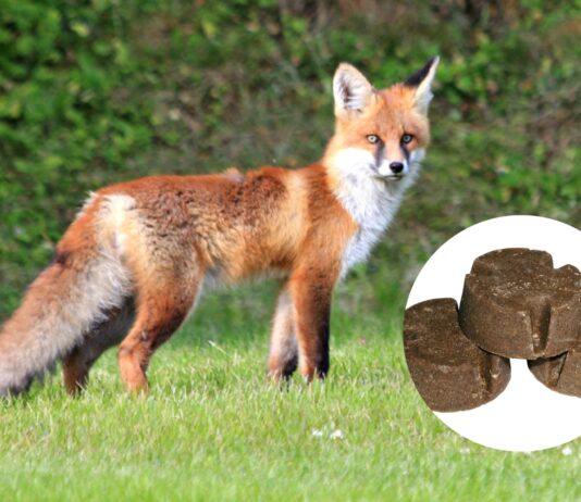 W kwietniu akcja szczepienia lisów przeciwko wściekliźnie. Ta choroba jest dla człowieka śmiertelna