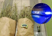 Matka powiadomiła policję o narkotykach… u swojego syna. Dwóch mężczyzn usłyszało zarzuty