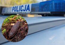 Pocisk artyleryjski znaleziony podczas spaceru po lesie. Niebezpieczny niewybuch na Podkarpaciu