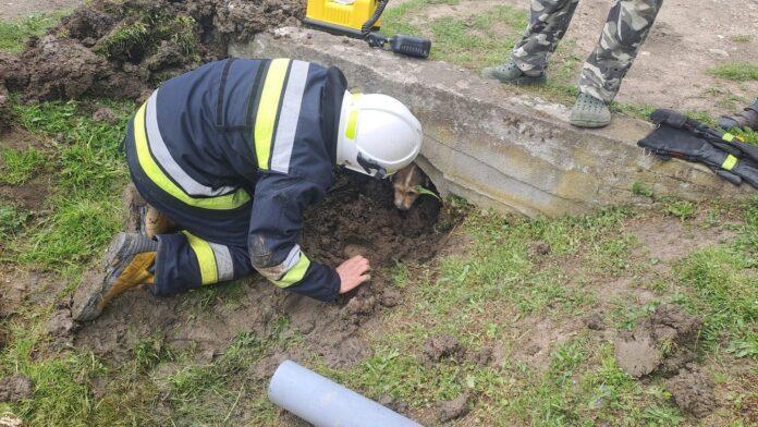 pies-przepust-strazacy