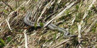 zmija-zygzakowata