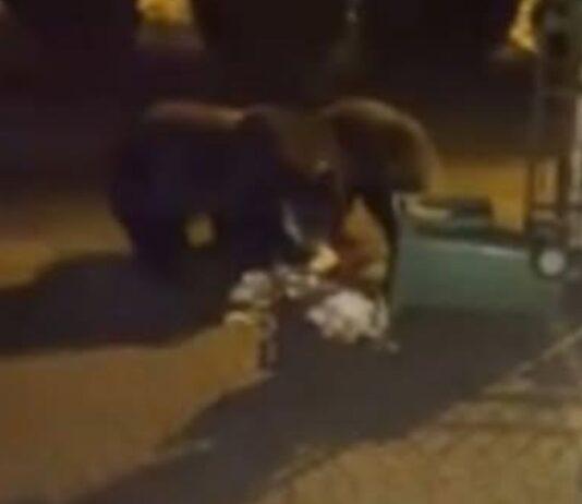 “Nie ma posesji, której nie odwiedziłby niedźwiedź”. Dramatyczny apel wójta Soliny do premiera