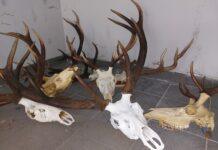 Poroże jelenia nielegalnie w domu 67-latki. Kobieta nieświadomie złamała prawo?