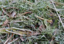 przymrozek-podkarpacie